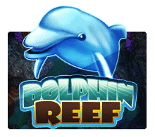 Dolphin Reef