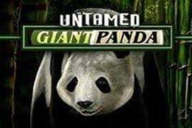Untamed Giant Panda Microgaming slotxo247 สมัครสมาชิก