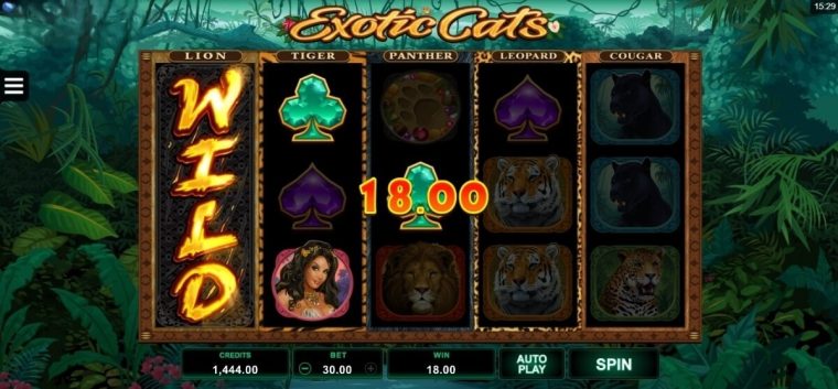 Exotic Cats Microgaming slotxo247 ฝาก ถอน